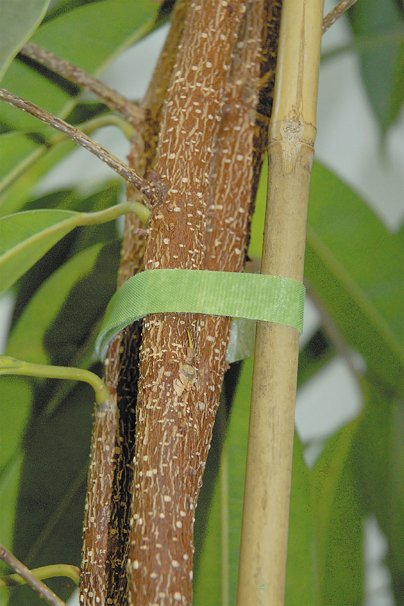 Hook and Loop Strap, Green