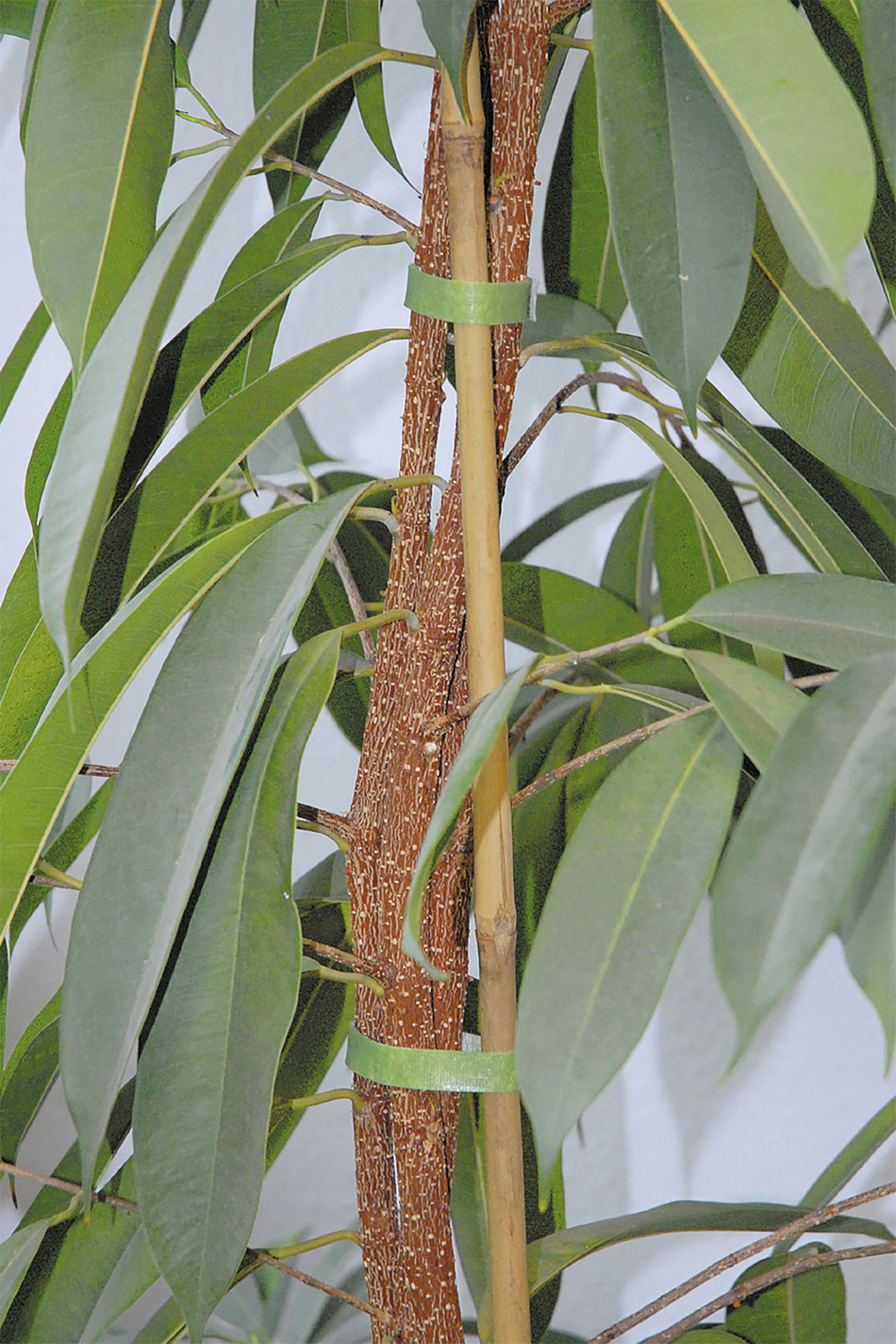 Hook and Loop Strap, Green - Image 2